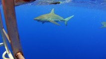 Shark Diving - North Shore Shark Adventures - Oahu Hawaii 24th Feb 2016