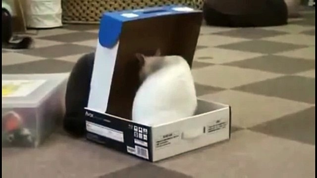 Все животные любят коробки