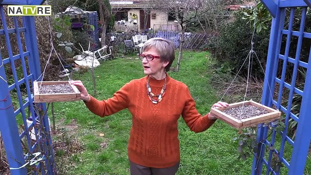 Le grand match oiseaux des jardins ! Partie 1