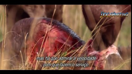 7 Deadly Sins Of The World's Deadliest Animals  [HD]