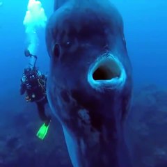 The largest bony fish near Santa Maria Island, Portugal