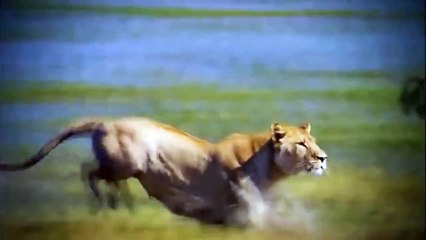 Animal planet cocodrilo documental de National Geographic, Discovery channel - 2016