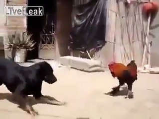 Петух против собаки (Rooster vs Dog)