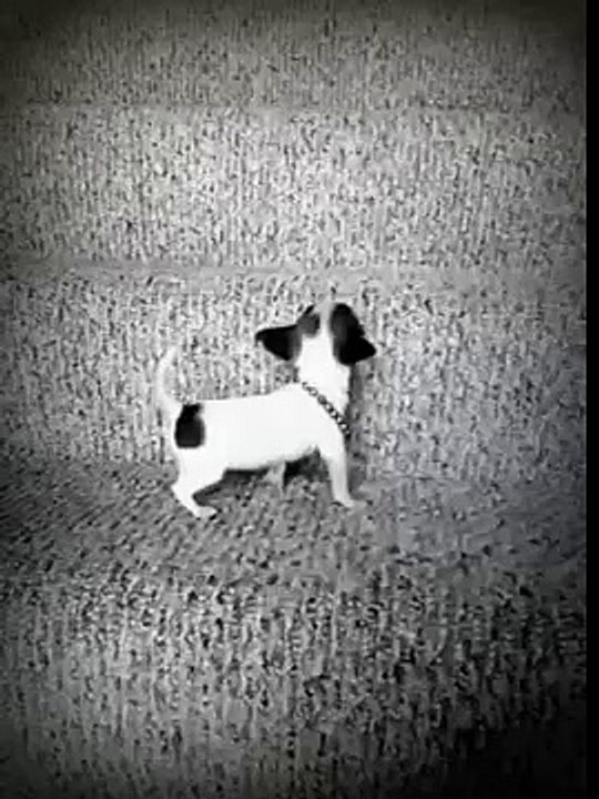 Tinkler Bell mini chihuahua