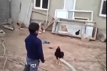 Rooster against boy Петух против мальчика