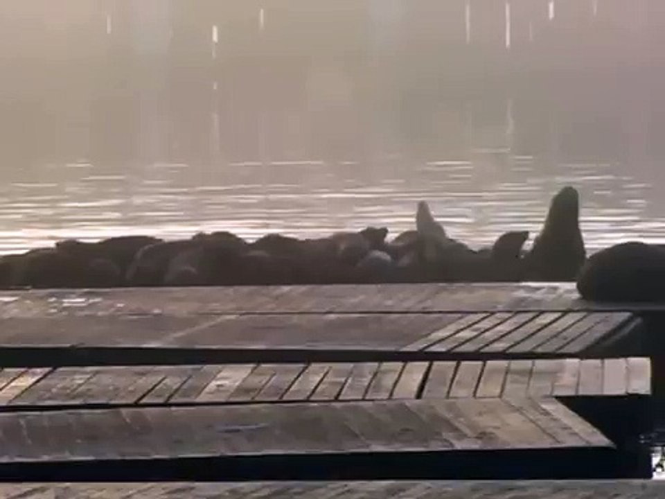 Sea Lions behind Pier 39
