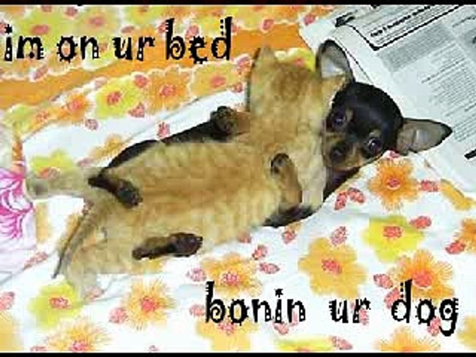 Funny Cat Picture
