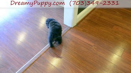 Dreamy Puppy Cockapoo Boy!-1