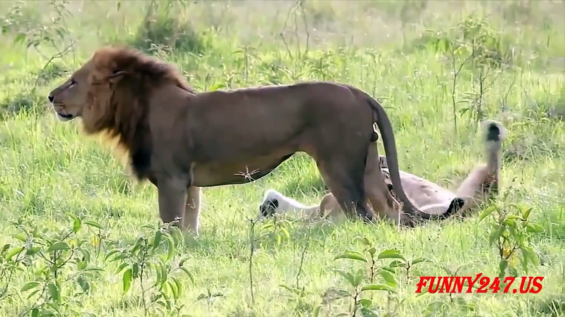 Lion Mating And Giving Birth - Dailymotion Video