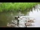 Funny cats compilation cats playing in water hilarious