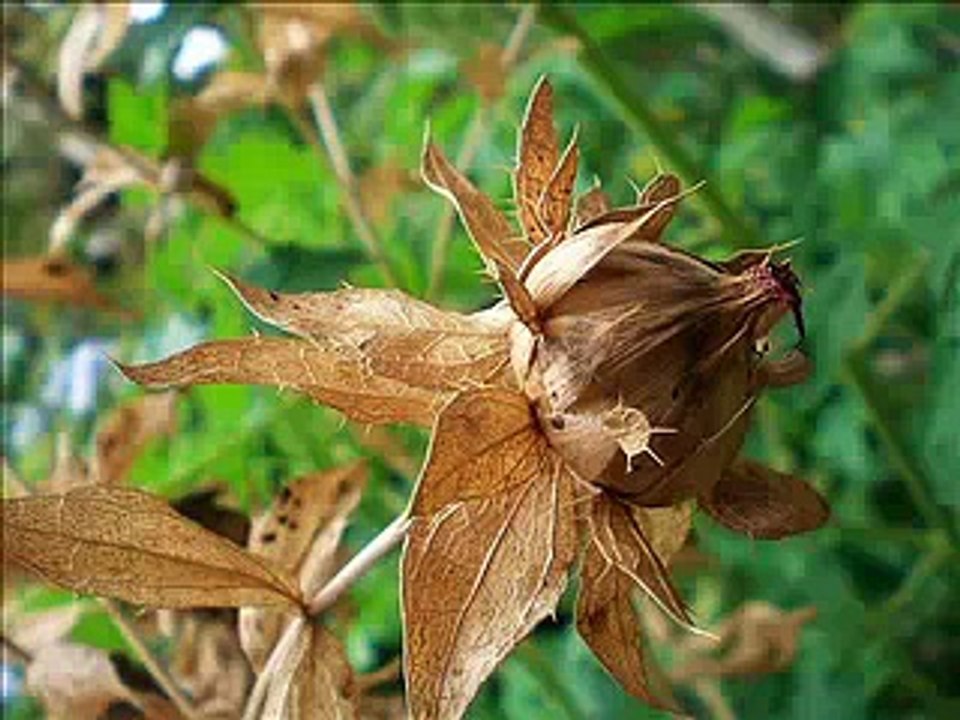 Mis Macro Fotos Naturaleza Viva - Holly Dolly - Macro Photos
