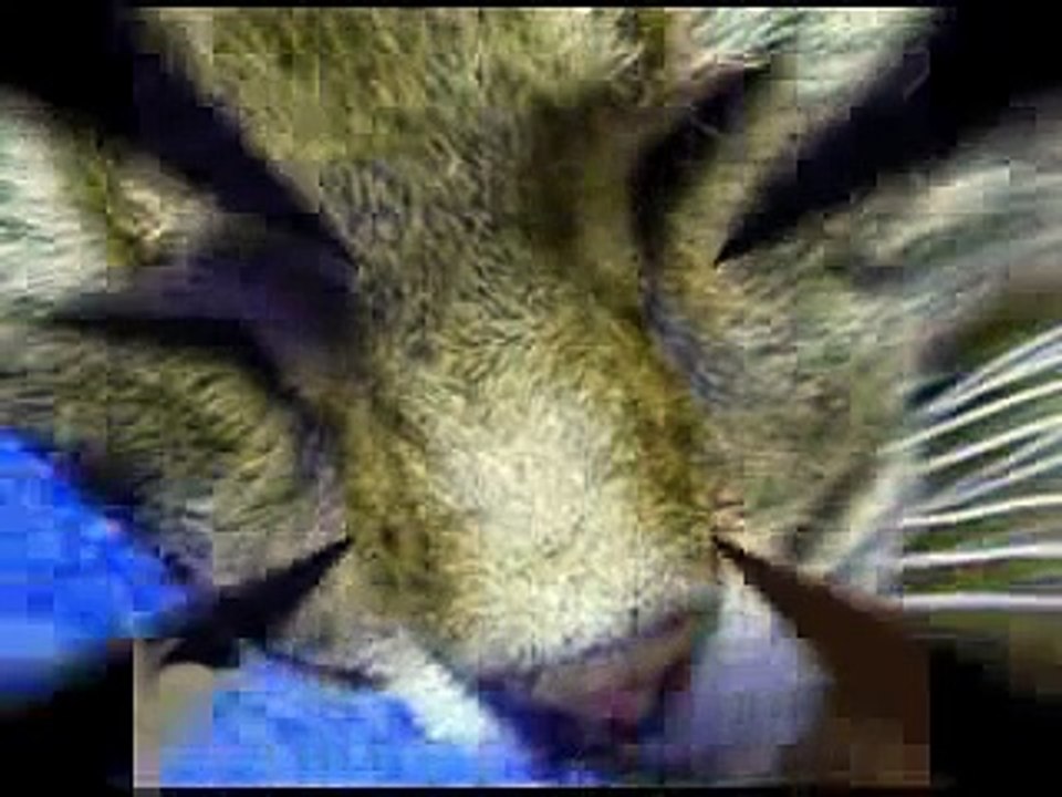 Gloomy Sunday - Redtail