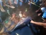 Emporté par une foule de touristes pour des selfies, ce bébé dauphin meurt déshydraté