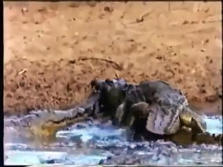 Anne Maymun Timsaha Meydan Okuyor