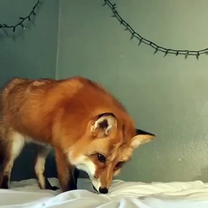Voici Juniper, le petit animal renard qui est pratiquement un chien orange