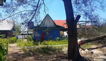 Orang ini Manjat Pohon Melalui Ranting Pohon