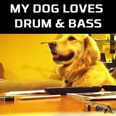When your dog loves Drum and Bass  Funny Videos 2015