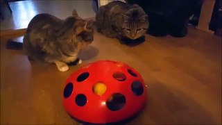 Cats  and Kong