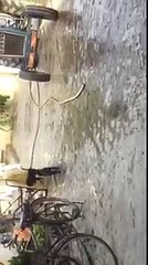 Pug picks fight with police dog outside Phoenix barricade