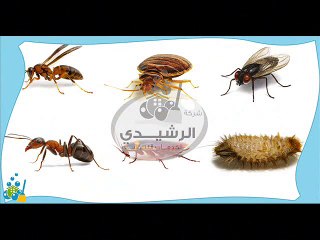 شركة مكافحة حشرات بالرياض 0501042869