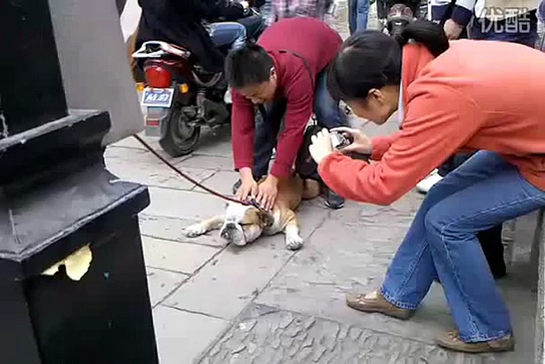 A Cute Lazy Smart Fat Dog :I WANT GO HOME（super funny）