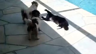 Cat pushes dog into swimming pool