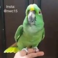 Parrot reciting Kalima