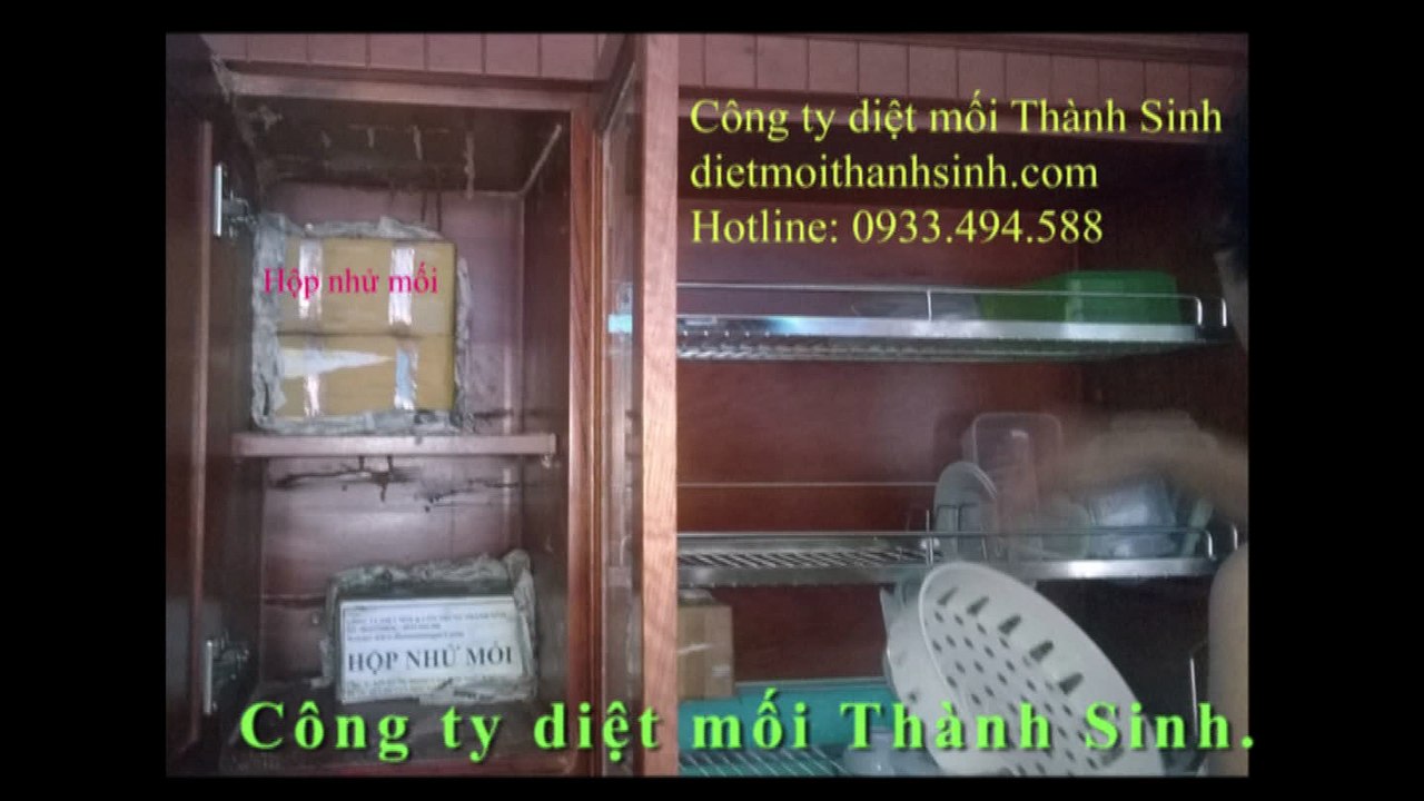 Diệt mối tận gốc tại quận 2