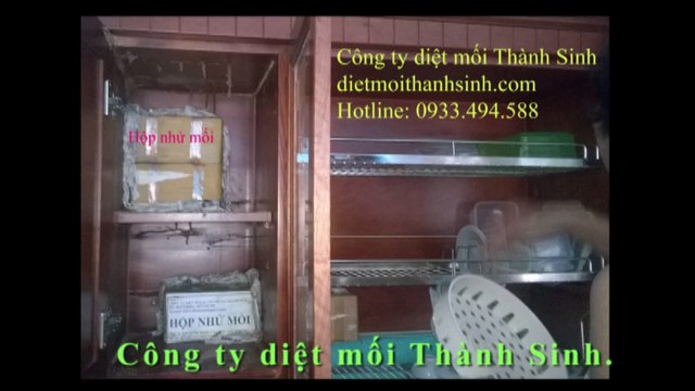 Diệt mối tận gốc tại quận 2