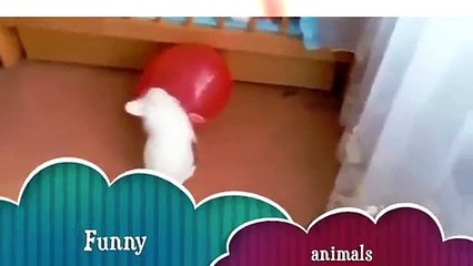 Funny Animal Videos new funny videos 2016 latest funny videos 2016 top upcoming videos 2016