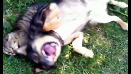 Cat vs Dog Fight Funny Video who won, you decide?