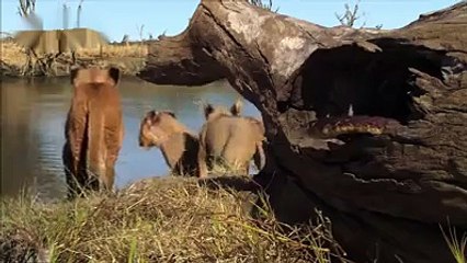 Lion Vs Cobra Big Fight