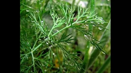 Маска из укропа для нормальной кожи