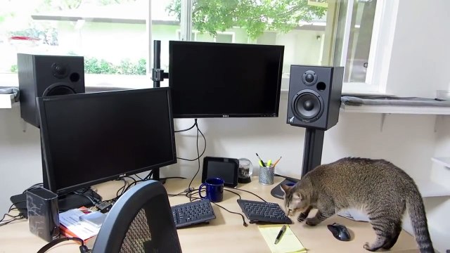 Парень придумал хитрый агрегат для кормления кошки, который заставляет ее пройти целый квест