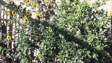 Wildflower loves the desert heat, COLORFUL WILD FLOWER