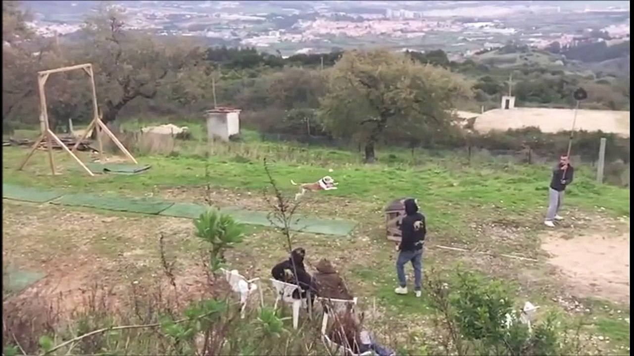 Entraînement de chiens au saut en longueur !