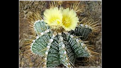 Астрофитум или кактус  звезда