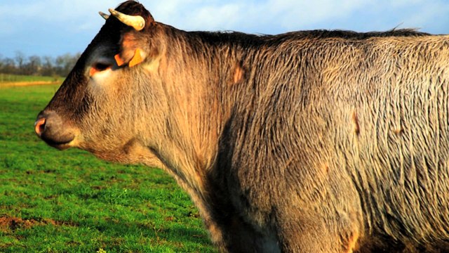 Cerise, la vache du Salon de l'Agriculture 2016