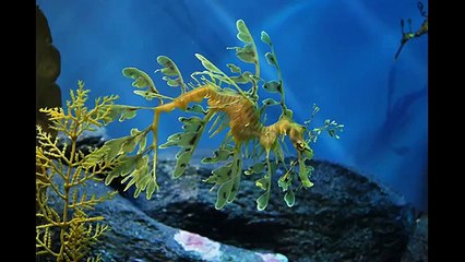 Denizde yaşayan hiç görülmemiş en ilginç hayvanlar (Funny Videos 720p)