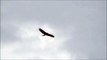 HAWK soaring in the Arizona sky