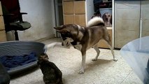 Husky Puppy - Husky Dog and Cat playing together