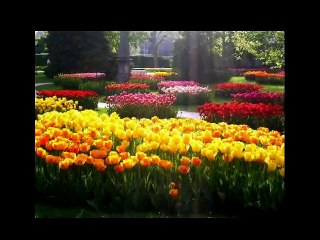 Тюльпаны  калейдоскоп цветов