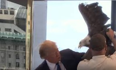 American Eagle Discovery Wild Animals Documentary HD