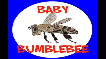 Bringing Home a Baby Bumblebee - Dr. Jean