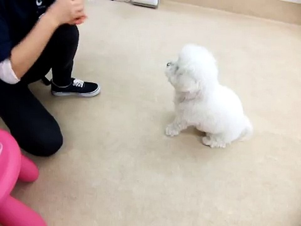 犬の幼稚園 シフォンちゃんとトレーニング