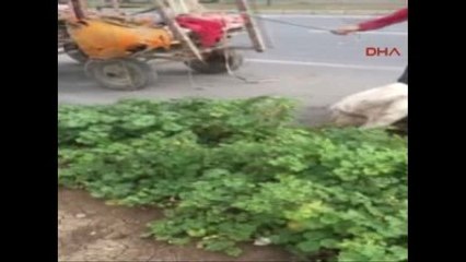 Adana Açlık ve Yorgunluktan Yola Yığılan Ata Kırbaç