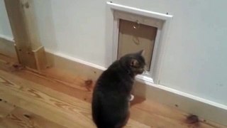 Mad Max beyond the Cat flap zone Part 1
