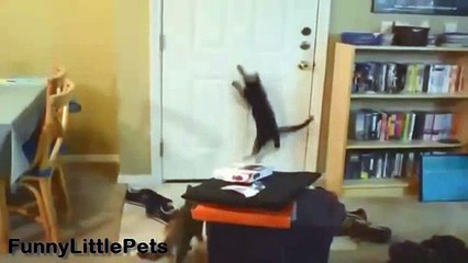 Funny Cats Fooled Very Funny Video
