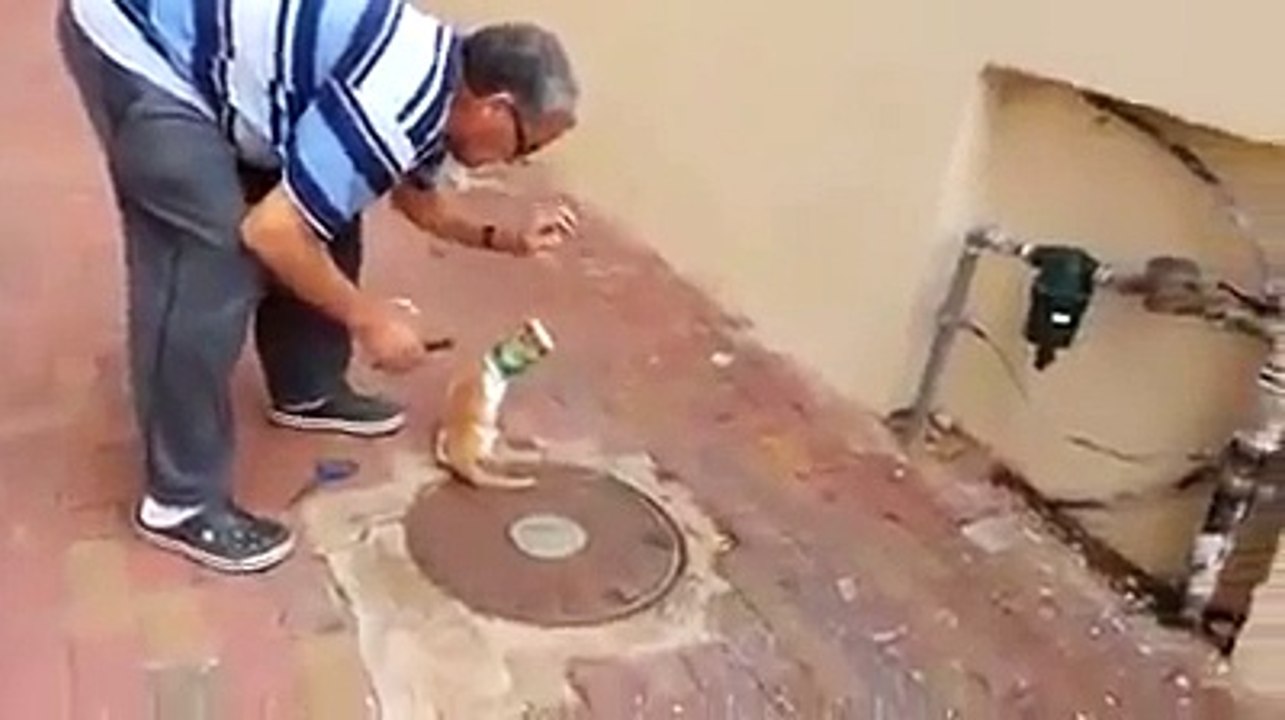 Questo gatto è rimasto intrappolato con la testa in una scatola. Quest'uomo lo salva