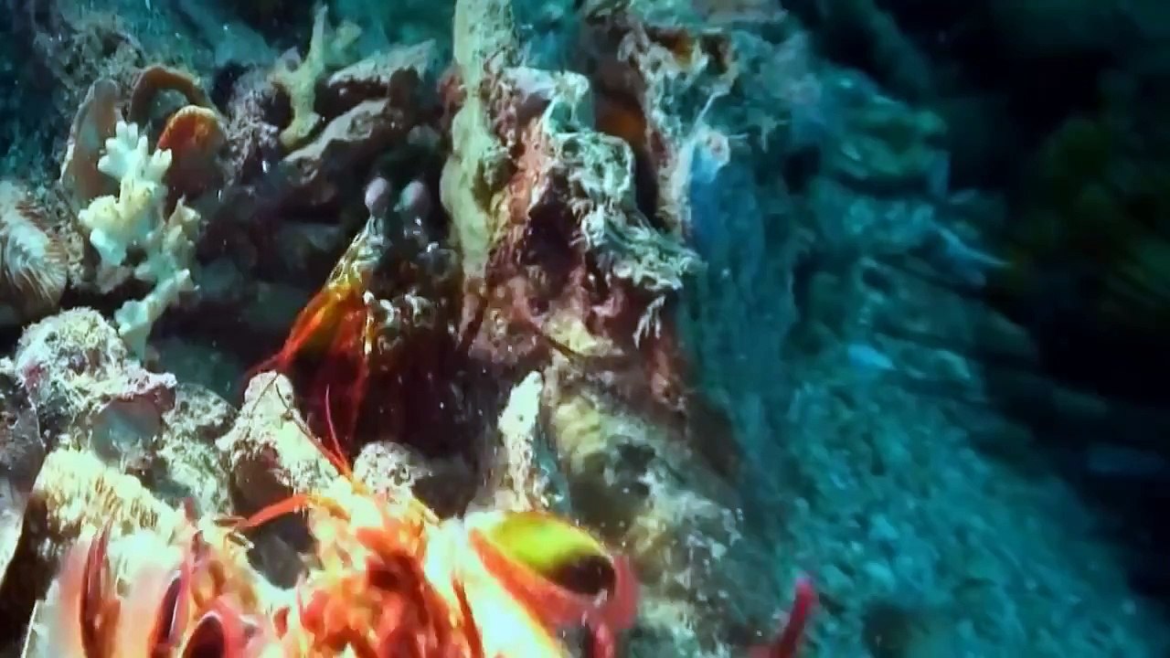 Nat Geo Wild HD Ninja Camarón Documental de National Geographic - 2016